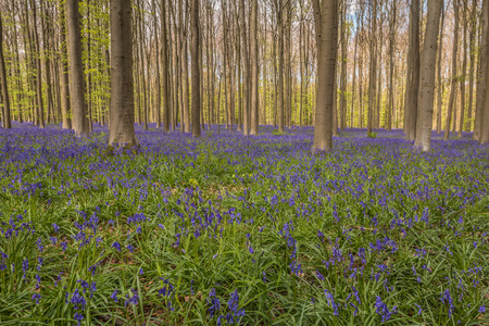 Bluebell forest Belgiumの写真素材