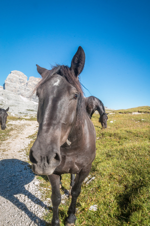 Horse in Dolomitesの写真素材