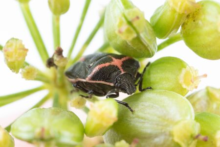 Macro photo of a twice stabbed stink bug on dill with a white backgroundの写真素材