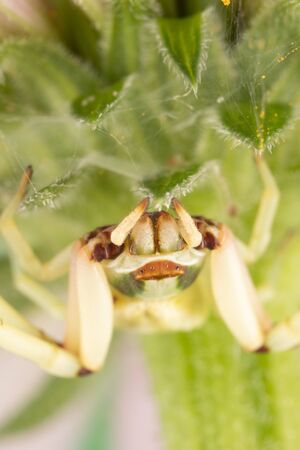 Macro photo of a white, green, and brown Crab Spider Thomisidae Flower Spider under a purple coneflower echinaceaの写真素材