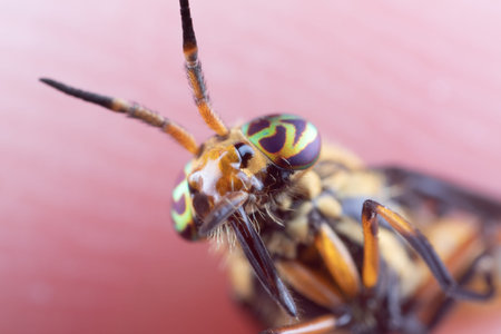 Macro photo of a deer fly's head and eyes with a pink background