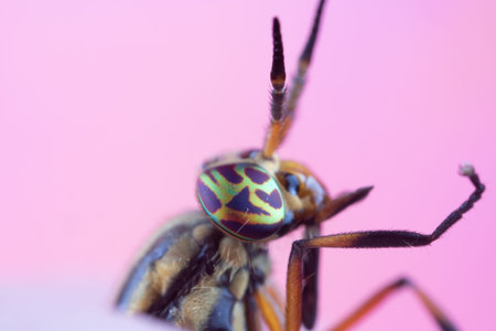 Macro photo of a deer fly's head and eyes with a pink background