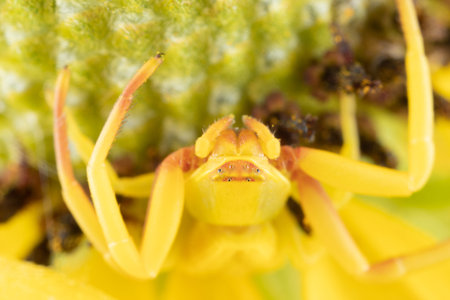 A crab spider on a prairie coneflower that has changed color to match the yellow petals.
