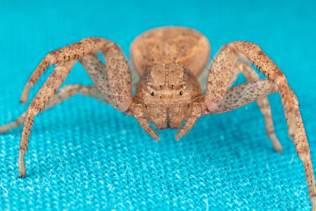 Small Crap Spider, flower spider, under a prairie coneflower with its arms spread open