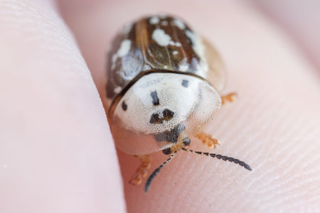 Macro photo of a small tortoise beetle on a finger