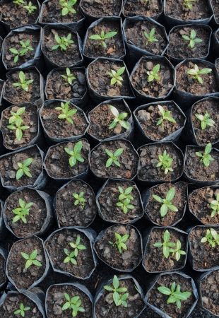 Nursery trees for decorateの写真素材