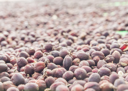 Closeup red ripe coffee cherries and make to dryの写真素材