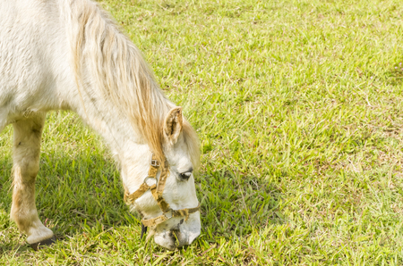Horses are eating grass in the noontimeの写真素材