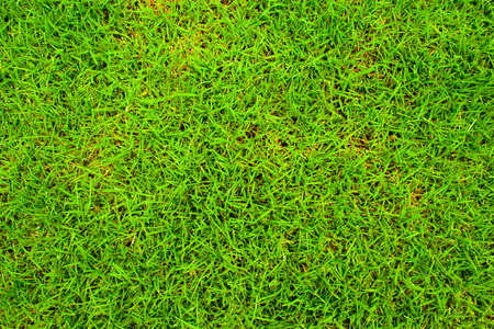 Green nature background textureの写真素材