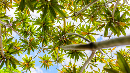 tree plantationの写真素材