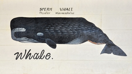Whale painted on the white wood backgroundの写真素材