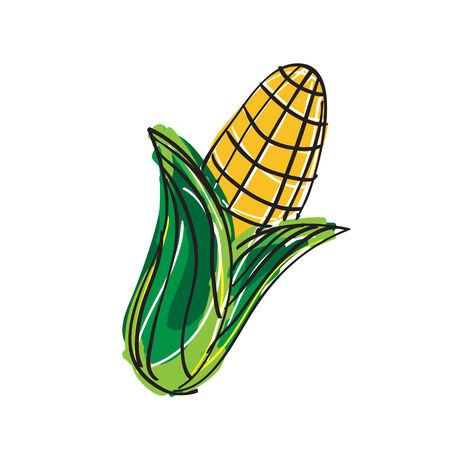 Hand drawn corn on white backgoundの写真素材