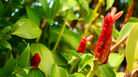 Red torch ginger flower backgroundの写真素材