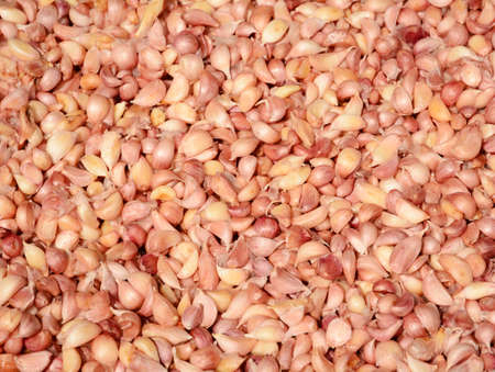 Texture of Garlic pattern backgroundの写真素材