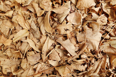 Close up of dry leaves background