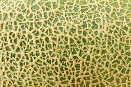 Skin of cantaloupe melon for texture and backgroundの写真素材