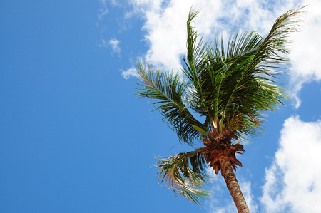 Green palm tree on blue sky backgroundの写真素材