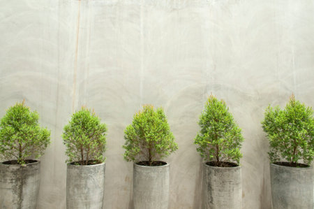 Green plants in concrete pots on concrete wall backgroundの写真素材