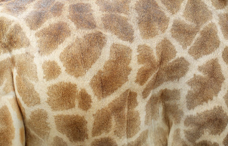 Genuine leather skin of giraffe backgroundの写真素材