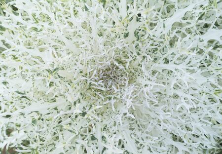 Texture of white lettuce backgroundの写真素材
