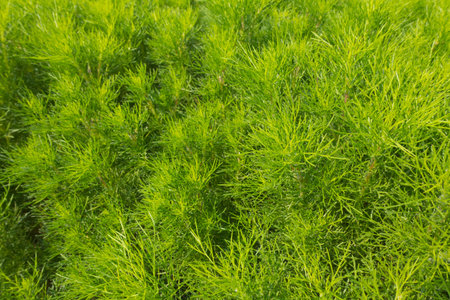 Texture of fresh green dill backgroundの写真素材