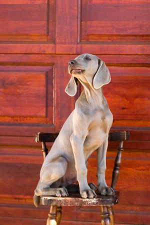 weimaraner dogの写真素材