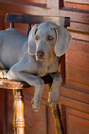 weimaraner dogの写真素材