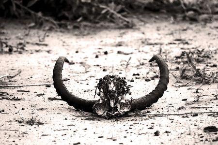 The remaining of a lions meal, impala skullの写真素材