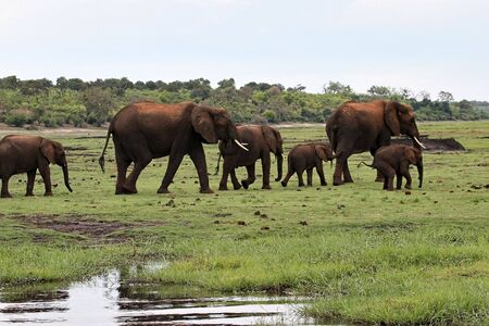 Okavango Delta, Botswana, elephant family in the savannah.の写真素材