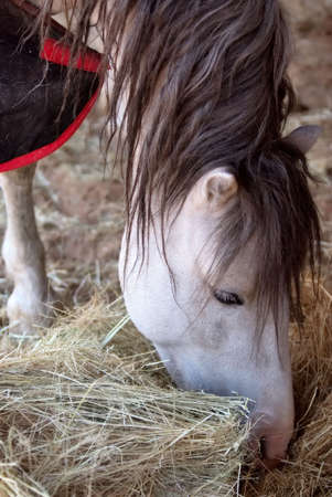 a pure breed racehorse eatingの写真素材