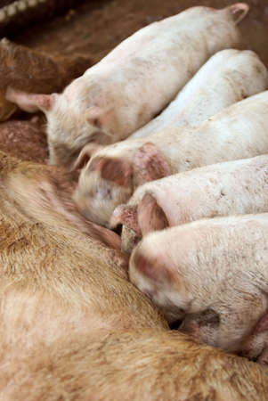 blurred image of five piglets sucking at the mother,movementの写真素材
