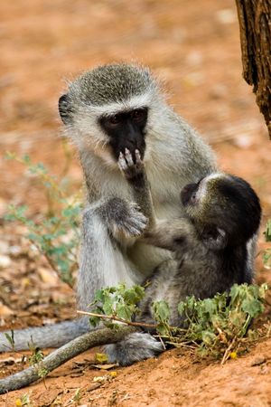 velvet monkey(Cercopithecus aethiops) and , location Southern Africa, Botswanaの写真素材