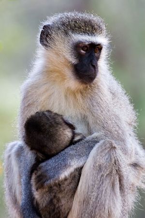 velvet monkey(Cercopithecus aethiops) and , location Southern Africa, Botswanaの写真素材