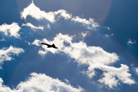 freedom concept, bird silhouette on the bright sky.Interesting the lens flare, the intersection of the two circles.の写真素材