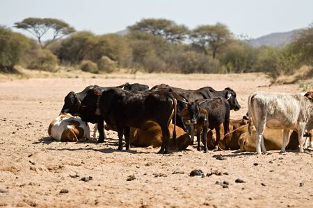 Intensive drought, Kalahari area, cattle extermination, farming seriesの写真素材