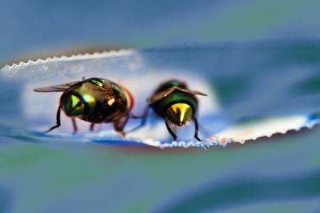 Two old green house flys talking away their escape from a plastic package, Musca domestica Linnaeus, is a well-known cosmopolitan pest of both farm and homeの写真素材
