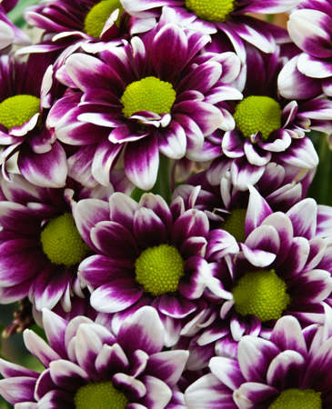 Bouquet of purple flower, background motifsの写真素材