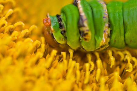Swallowtail butterfly is beautiful but like a caterpillar larva looks a bit weird, Papilio demodocus...