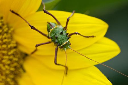 Beatles of Southern Africa, the armored corn cricket, Orthoptera , の写真素材