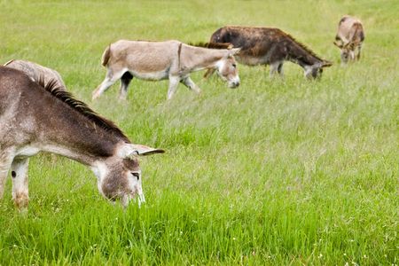 Donkeys feeding in the green field, Equus asinusの写真素材