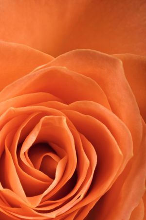 Abstract velvet rose background with saturated colors の写真素材