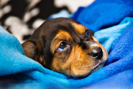 miniature basset puppy with sad eyesの写真素材