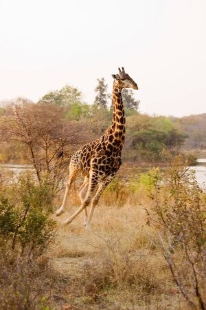 Giraffe running in the african bush near to the lakeの写真素材