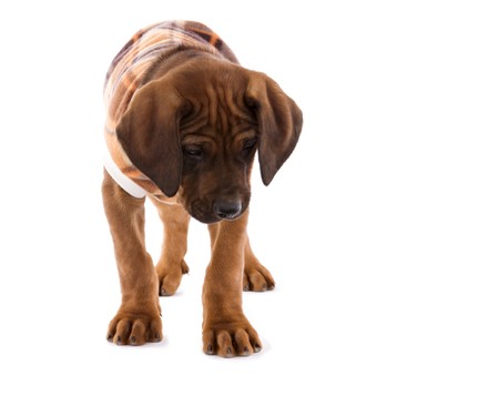 Rhodesian ridgeback puppy with a blanket coat suit .の写真素材