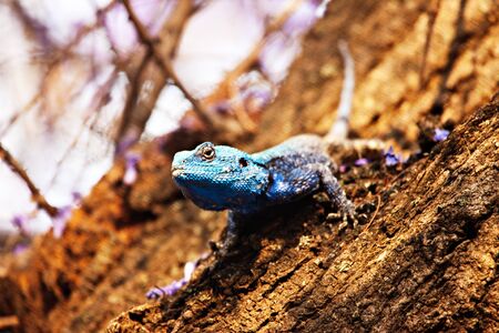 agama lizard in the jacaranda tree, warm sunset light, Southern Africa, Botswanaの写真素材