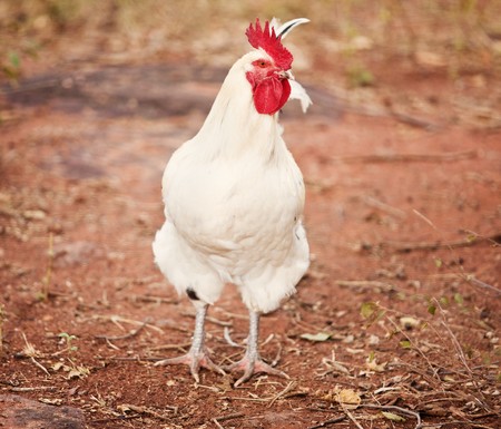 white leghorn rooster in the yard ,red sandy ground white leghorn rooster in the yard ,red sandy ground