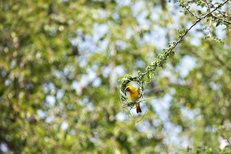 Ploceidae, speke male weaver bird, in the natural African habitat