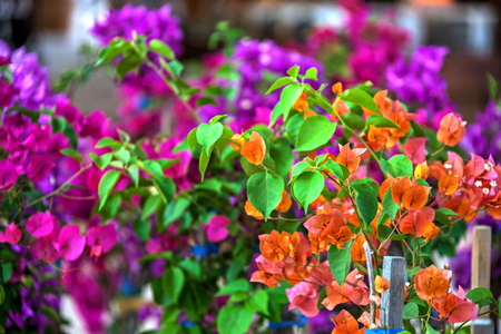 Bougainvillea is a thorny ornamental vines, bushes, and trees with flower-like spring leaves near its flowersの写真素材