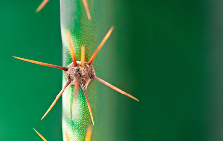 abstract background cactus thorns on greenの写真素材