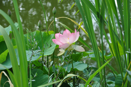 Lotusの写真素材